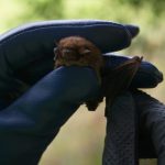 Bat attacks surge 23% in Catalunya as Spain issues rabies warning « Euro Weekly News