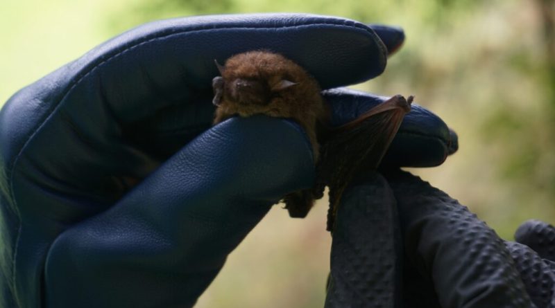 Bat attacks surge 23% in Catalunya as Spain issues rabies warning « Euro Weekly News