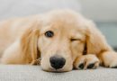 Enjoy popcorn, movies and puppies at this El Campello charity cinema night « Euro Weekly News
