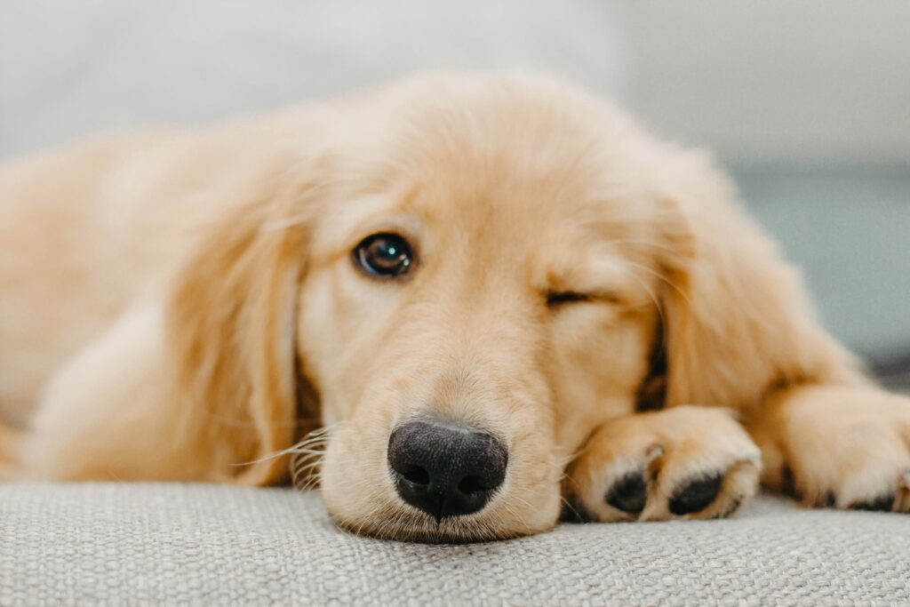 Enjoy popcorn, movies and puppies at this El Campello charity cinema night « Euro Weekly News