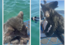 Bear cub rescued from Okanagan Lake faces uncertain future