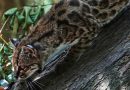 Tiny wild cat newly identified as a species draws curious visitors in Bolivia