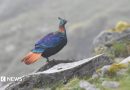 A beautiful Himalayan bird is changing its voice due to human activity, research shows
