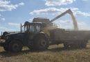 Ukraine and Russia’s grain harvest under threat amid Black sea attacks