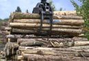 Why big investors are buying up vast tracts of timberland across U.S.