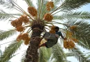 UAE date palms expand across China as cultivation advances