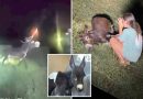 Footage shows Georgia cop shoot donkey HeeHaw