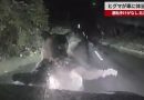 Bear Rams Car Repeatedly in Hokkaido