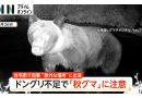 Acorn Shortage Raises Fear of Bear Attacks