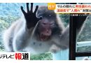 Monkeys Hit Popular Hot Spring Resort