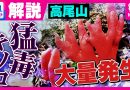 Highly Poisonous Mushrooms Spread Across Mount Takao