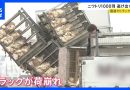 Over 1,000 Chooks Escape From Truck in Miyagi