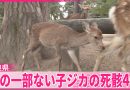 Four Mutilated Fawn Carcasses Found at Nara Temples