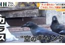 New Garbage Station Messes With Crows