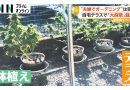 Couple’s Gardening Hobby Turns Out to Be Cannabis Cultivation
