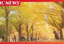 Golden Ginkgo Tunnel Lights Up Sapporo