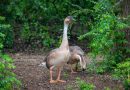 Climate change and farming gave rise to ‘genetically distinct’ Beijing swan goose: study