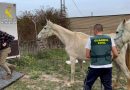 Five horses found dead and 50 in poor condition in Malaga « Euro Weekly News