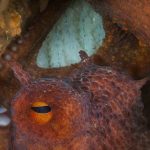 For fishermen, Britain’s climate-driven octopus boom is an opportunity, and a threat