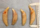 Anaheim couple trafficked protected wildlife parts, feds say