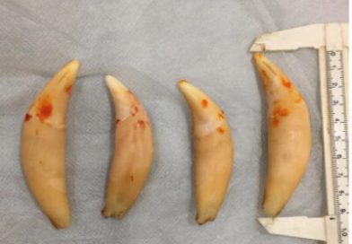 Anaheim couple trafficked protected wildlife parts, feds say