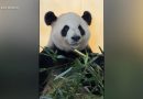 WATCH:  Panda-monium at the Zoo Atlanta