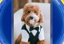 WATCH:  David's Bridal puppy collection