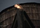 WATCH:  David Muir reports on the beloved barn owls that have made Manhattan home
