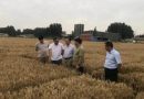 Crop outputs grew up to 100% in China’s big agricultural experiment: scientists