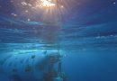 Chinese archaeologists set for hi-tech excavations with AI and deep-sea robots