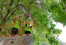 Beijing fights invasive moths with parasitic wasps and caterpillar-catching contests