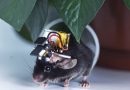 China builds the world’s smallest wearable brain monitor with a cortex-wide view