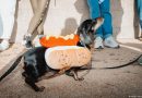 The dachshund, a humorous icon with political symbolism