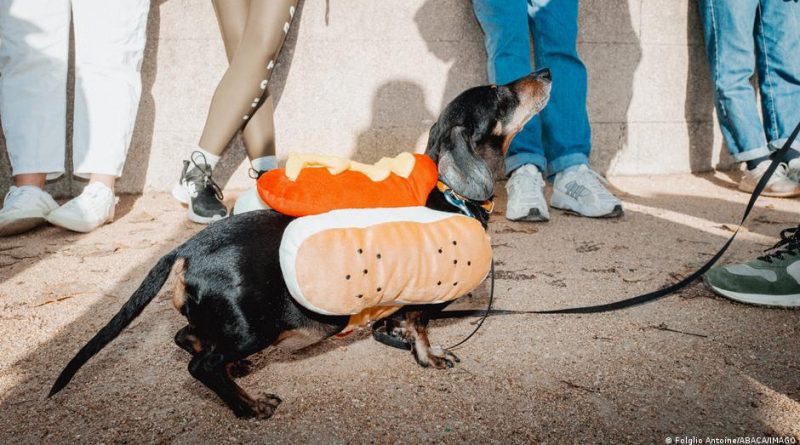 The dachshund, a humorous icon with political symbolism