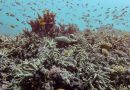 Almost All Coral Reef Ecosystems Face Risk Of Collapse In 50 Years, Study Warns