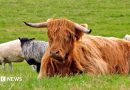 Bluetongue restriction zone extension a ‘positive thing’ for farmers