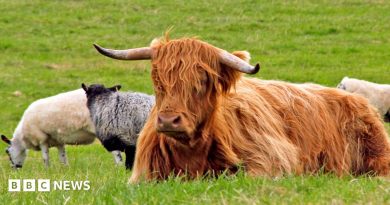 Bluetongue restriction zone extension a ‘positive thing’ for farmers