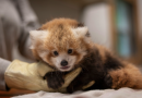 Smithsonian National Zoo Institute asks for help naming baby red panda