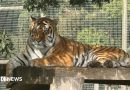 Yorkshire Wildlife Park remains closed after fatal tiger attack