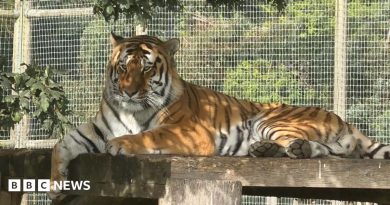 Yorkshire Wildlife Park remains closed after fatal tiger attack