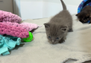 Surviving kittens recovering after being buried alive in Florida