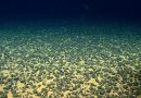 Chinese team finds 11,700 new viruses in world’s biggest seabed metal deposit