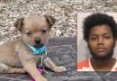 Decomposed pet found on Cartersville doorstep, man arrested