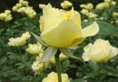 Coming up roses? How Trump planted a new seed for Chinese gift diplomacy