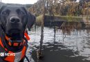 Dog that hunts invasive sea creature named animal of the year
