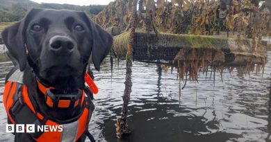 Dog that hunts invasive sea creature named animal of the year