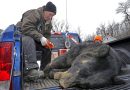 On CT bear hunt, Lamont and Fazio find common ground
