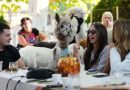Serbia has an alpaca cafe « Euro Weekly News