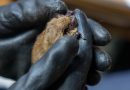 For injured bats and other wildlife, these volunteers are a lifeline