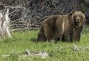 BLM reminds public lands visitors to be Bear Aware as spring and summer bear activity increases | Bureau of Land Management